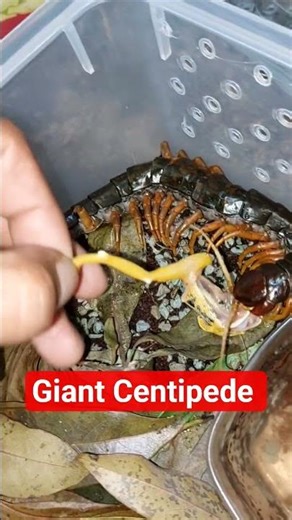 Centipede eating a frog
