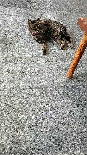 ちび