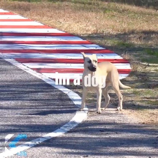 Kart Chaser Powered by Acceleration Kart Racing on Instagram: "A weekend to remember for Fido and friends! 🐕🐶 @racerotax // @shopakr //@speedsportzracingpark 💻:@kason.fry"