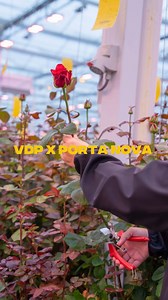 12K views · 42 reactions | NEW SERIES JUST DROPPED: VDP X PORTA NOVA FUTURA Two names, one shared standard: only the best. Van der Plas x Porta Nova Futura This is just the beginning, more coming soon. Ready for episode 2? #vanderplasxportanova #futura #portanova #flowerfilm #behindtherose #roseseries #premiumroses #growerinsight #floristinspiration | Van der Plas Flowerexport | Facebook