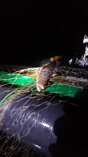 8.5K views · 157 reactions | Waoo Nunca pensamos que la Pesca estaria De esta Manera #reel #vidos #viralspescador #sigueme #viral #reelsfacebook #pesca #videos #reelsfy #destacar | Pesca con el Gordo | Facebook