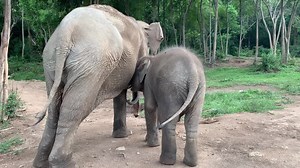 205K views · 30K reactions | Baby elephants drink their mothers milk...
