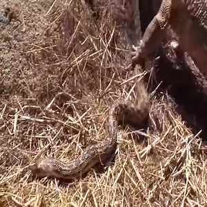 snake attack #animal #animals #snake | Embrace your Heart
