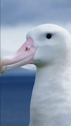 L'envergure de l'albatros hurleur #animaux #oiseaux #nature