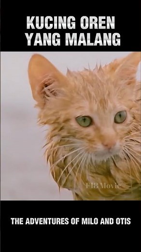 Poor orange cat🥲