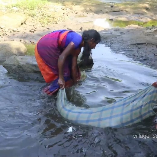 363K views · 2.3K reactions | Pond Water Fish Catching Tilapia Fish Catching In Village Pond Village Fishing || village super cooking | Wirally Food - தமிழ் | Facebook
