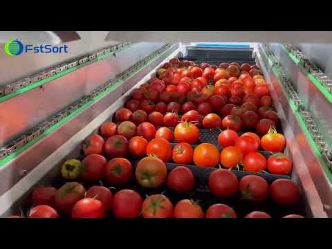 Automated tomato sorting machine,sort of rotten tomatoes,sorting tomatoes,tomato color sorter​