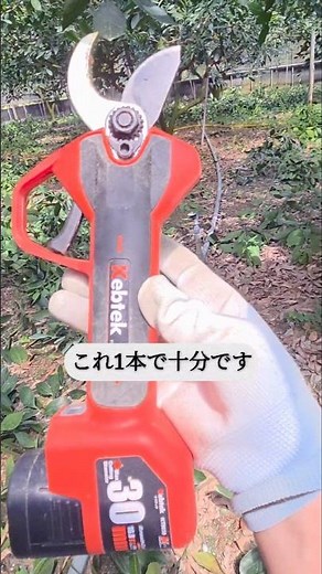 Make Pruning Incredibly Easy #CitrusSpecialist #kebetu