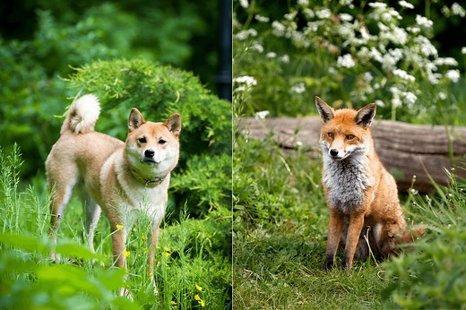 What's the difference between foxes and dogs? Why foxes are much more than 'wild dogs' | Discover Wildlife