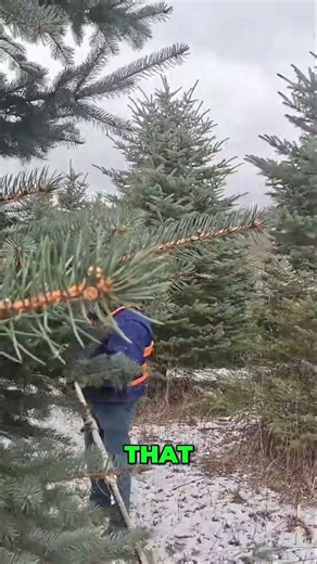 Pruning Norway Spruce: Master Leader Selection Technique #shorts