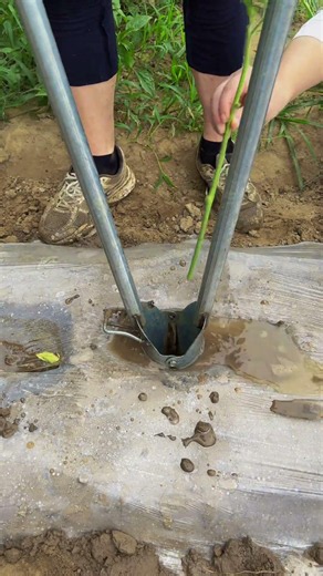 This video captures planting seedlings through plastic mulch with a stand-up planter tool #shorts