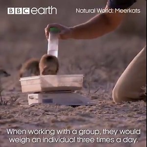 173K views · 314 shares | These picky eaters prefer their eggs well done! | BBC Earth | Facebook