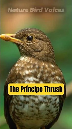 The Príncipe Thrush | Turdus xanthorhynchus #birds #birdsong #birdsounds