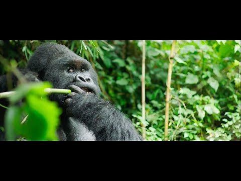 Gorilla Trekking in Rwanda | Four Seasons Private Jet Experience - World of Adventures
