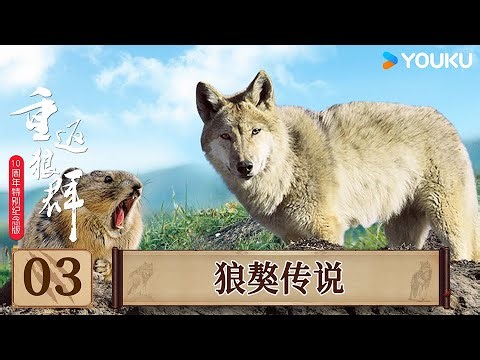 【重返狼群 10周年特别纪念版】EP03 狼獒传说 | 李微漪/亦风/格林 | 优酷纪实人文 YOUKU DOCUMENTARY