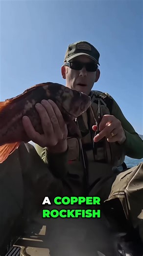 Meet the copper rockfish — a true gem of the coastal waters. 🐟 Its vibrant coppery-red hues catch the sunlight as it navigates rocky reefs, blending perfectly with its environment. Known for being curious but cautious, these fish are a favourite for anglers and wildlife watchers alike. Every sighting is a reminder of the rich life beneath the waves and the beauty of nature’s palette. 🌊🎣 #copperrockfish #wildfishing #oceanlife #reefcreature #marinewildlife