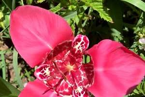 Mexican shellflowers: Small bulbs with a big flower punch