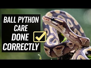 The Ball Python Care Guide of 2026