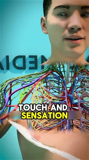 Your Brain Ruins Tickling on Purpose – Here’s Why #shorts #didyouknow #youtubeshorts #youtube