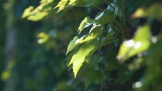St Stithians College on Instagram: "ST STITHIANS BOYS’ COLLEGE MATRIC FINAL CHAPEL As our Boys’ College Matric students prepare to take their final examinations, we pause to reflect on a moment that holds deep significance in every Saints boy’s journey, the Final Chapel. This cherished tradition marks a time of reflection, gratitude, and brotherhood, honouring the culmination of years of growth, friendship, and shared experiences. Our Boys’ College Head of School, Mr David du Toit, shared heartf