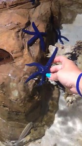 Playing with the stunning "Linckia Laevigata", also known as "Blue star fish"!!! I have to admit that I love star fishes, they are one of my fav maritime creatures! What they lack in personality they win in uniqueness! I mean, who doesn't want to be a star?? ⭐️ | Footprints in the Clouds