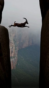 401 reactions · 14 shares | Ibex are built for the extreme - with split hooves for grip and the power to leap 6 feet from a standstill, they scale steep cliffs with ease. A true marvel of mountain adaptation. 輪‍♀️ Tag a friend below who loves Ibex! And make sure to check out more stories on our website!  bit.ly/4lcZBI4 #IbexFacts #WildAdaptations #NatureKnowsBest | Conservation Frontlines | Facebook