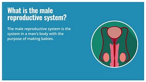 Take time to get the facts about male reproductive health—from how it works to why it matters. Learn more: https://mrkmnls.co/4lo2rtW | Merck Manual Consumer | Facebook