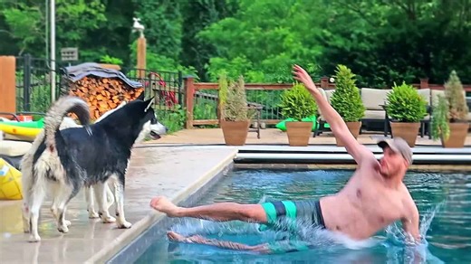 Man falls into pool - and his husky has the best reaction