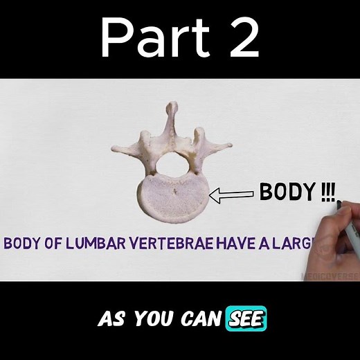 You’re Studying Lumbar Vertebra WRONG! (Fix This) Part 2 #anatomy #mbbs #doctor