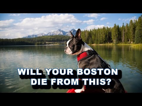 3 Common Causes Of Death In The Boston Terrier Dog Breed