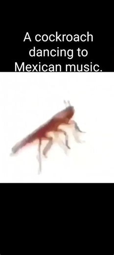 A cockroach dancing to Mexican music.