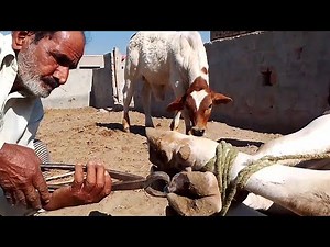 "Complete Cow Hoof Care Guide | Cleaning, Trimming & Preventing Infections"