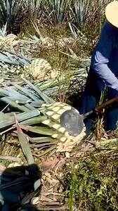 318K views · 2.7K reactions | #agriculture #california #paratii | Ottr123 | Facebook