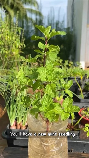 The easiest way of propagate mint 🌱 #gardening #gardenizi #garden | Gardenizi