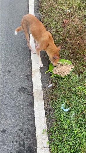 Cute Dog Eating Rice | Heartwarming Street Dog Moment 🐶🍚