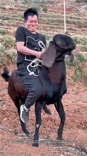 The Ultimate DIY Farm Transport: Riding a Giant Goat! 🐐🚲