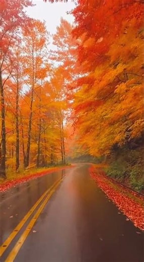 Relaxing Autumn Drive in 4K 🍂 | Scenic Fall Foliage Road Trip #naturelovers #autumn #rainsounds