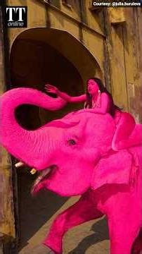 Why a Russian Photographer Faced Massive Backlash During a Photoshoot in Jaipur #elephant #rajasthan