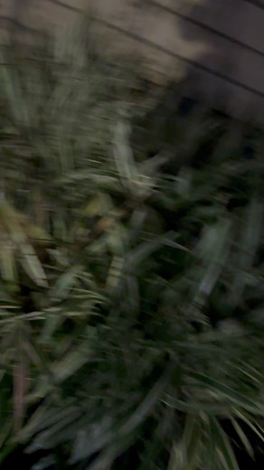 Loudest Stock Exhaust Review of 2023 Corvette Z06