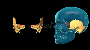 Temporal Bone - 3D MODEL ANIMATION
