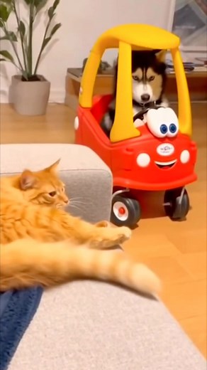 Cat angry on husky | Star World 01