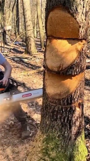 Cutting a large tree trunk using a powerful chainsaw to ensure a precise and safe logging process