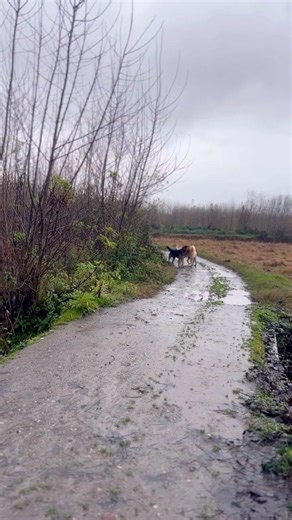 The moment before a dog fight .🐶(part1)This is not aggression. This is communication.🐾