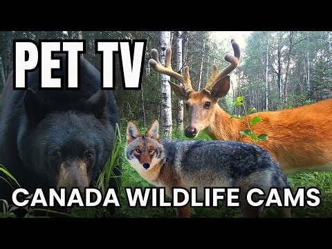 🔴 24/7 Wildlife Cam - Deer, Bear, Coyote, Moose & More Forest Wildlife 🦌 Dog TV • Cat TV