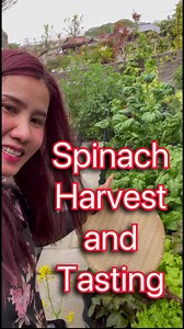 175K views · 3K reactions | Maghaharvest tayo ng Giant Spinach #farmlife #madiskartengmomshie #pinayfarmer #Vegetables | SweetLife Tv | Facebook