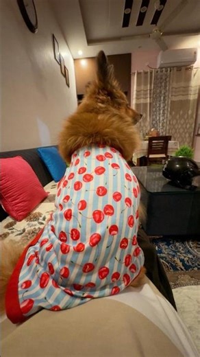 Cozy time 🐶💛 #shorts #dog