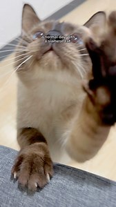 117K views · 8.5K reactions | yapping 24/7  #cats #siamese #yapping #cutecat #FunnyCats #catlife #catlover #meowing | TOFU | Facebook
