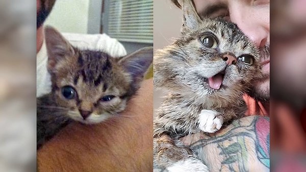 Internet celebrity cat Lil BUB dies at 8