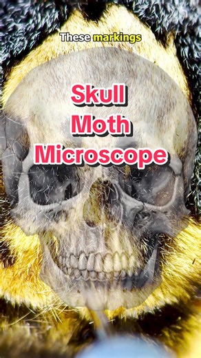 Skull Moth: Dark Secret Revealed Under Microscope