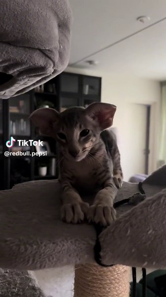 Siamese Kittens: Adorable and Playful Companions